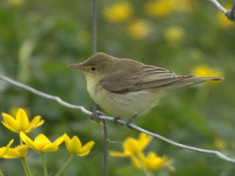Freibrüter - Gelbspötter - Foto von Mike Pennington