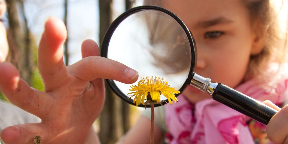Mädchen schaut sich Löwenzahn durch eine Lupe an