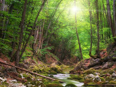 Ein Fluß der durch eine Wald fließt