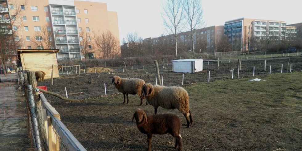 Schafe am Oschatzer Ring