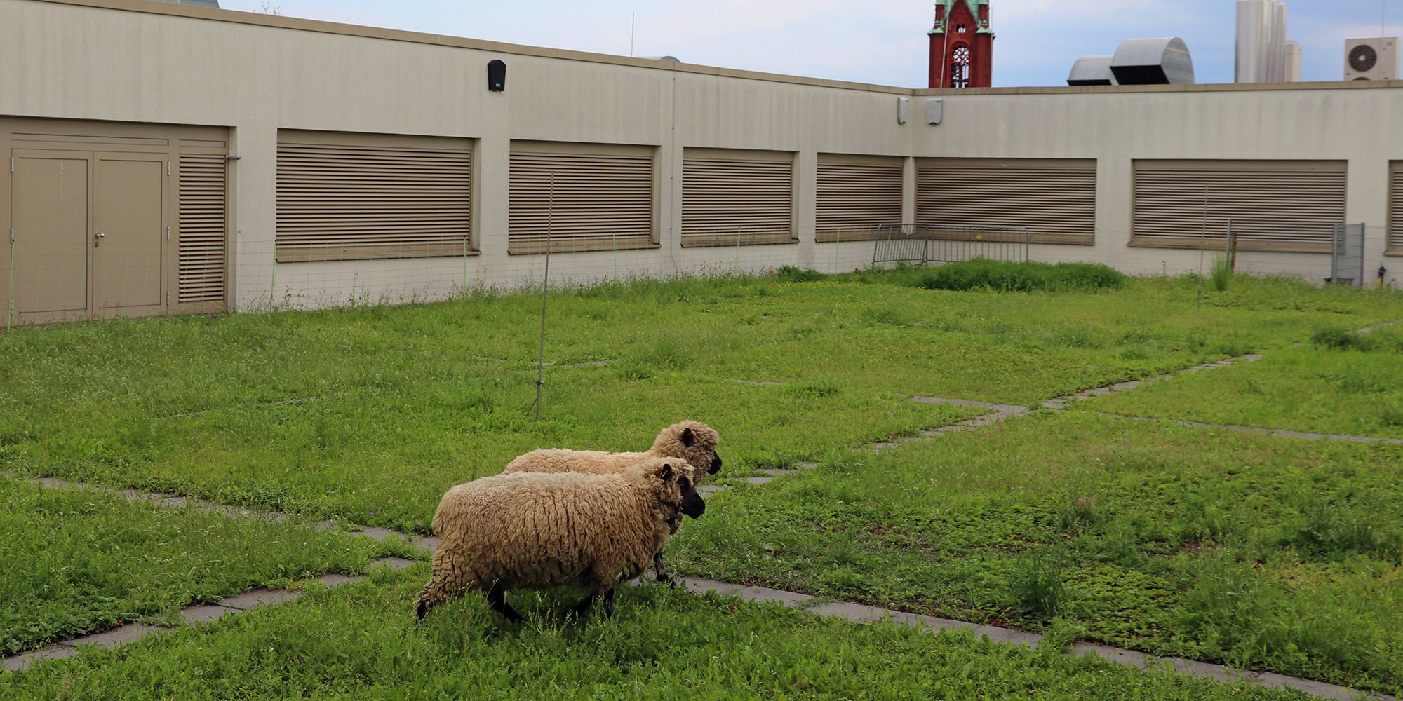 Zwei Schafe stehen auf einer begrünten Dachfläche auf einem Gebäude mit geschlossenen Rolläden. 