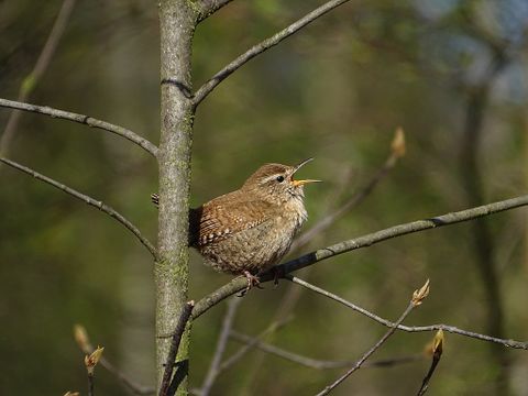 Zaunkönig singend auf einem Baum