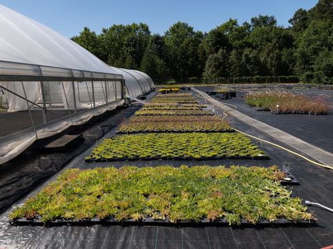 Wildstaudenproduktion in der Bezirksgärtnerei Charlottenburg-Wilmersdorf im Sommer 2022