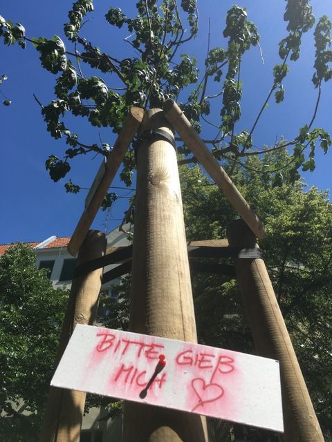 Unsere Bäume brauchen Wasser