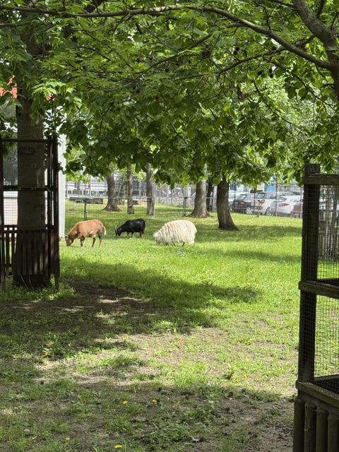 Gartenarbeitsschule, Schafe und Ziegen
