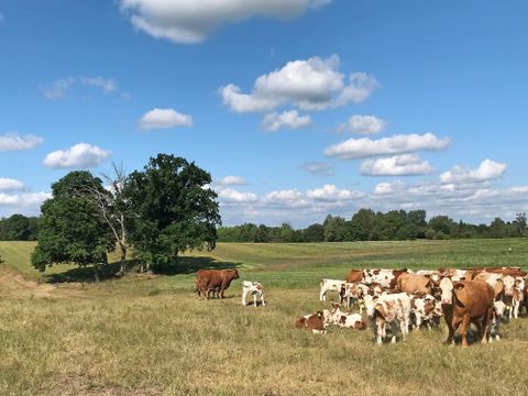 Rinder auf der Weide