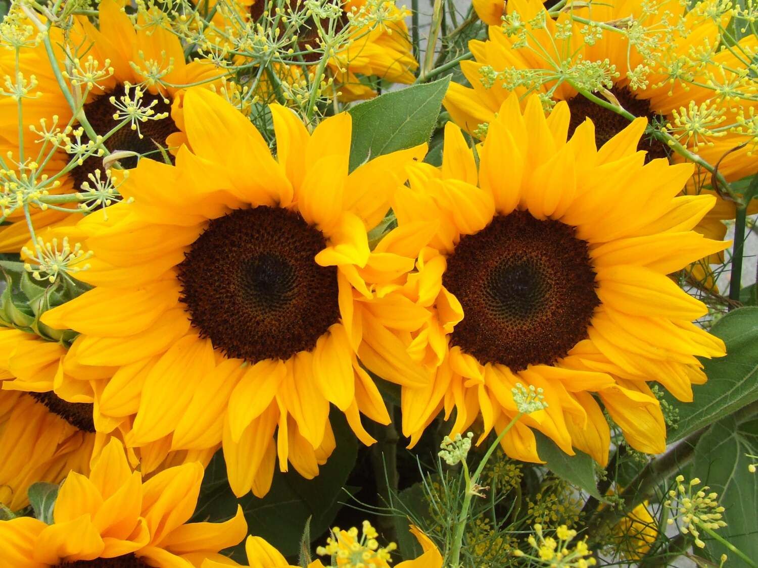 Sonnenblumen