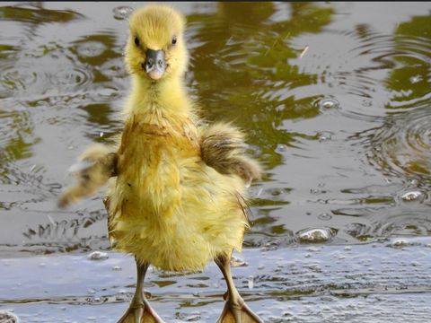 Besondere Augenblicke auch für die Stadtnatur-Rangerin: Graugans-Küken nach dem Bad im Weiher