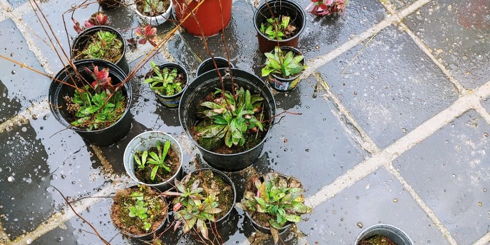 Pflanze des Monats: Mausohrhabichtskraut