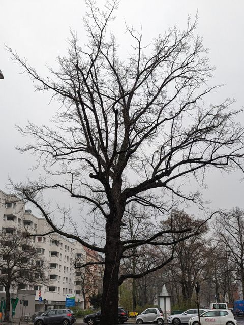Dorfeiche Wilmersdorf
