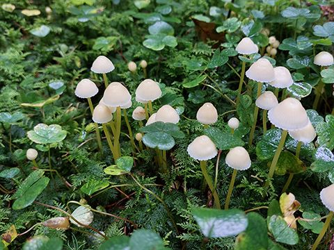 Pilze im Grünen