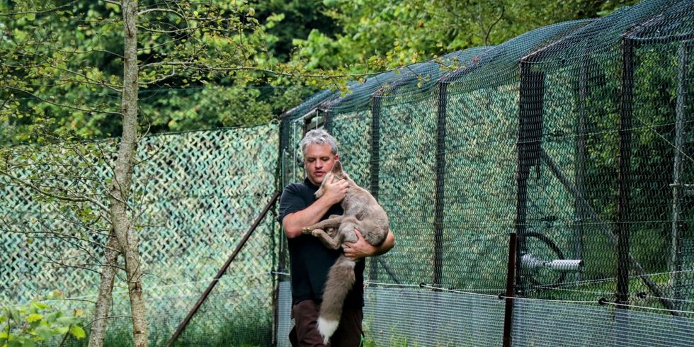 Mann mit Fuchs auf dem Arm vor einem Zaun