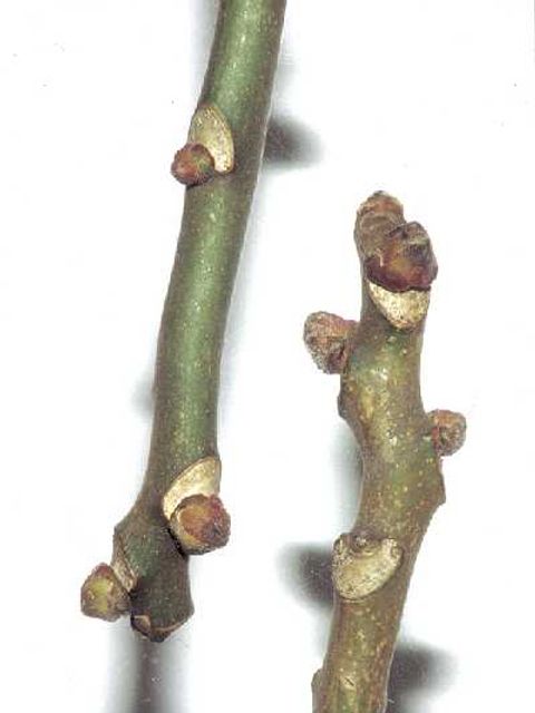 Götterbaum - Knospen des Götterbaums in Nahaufnahme