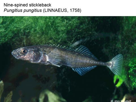 11 Nine-spined stickleback - Pungitius pungitius (Linnaeus, 1758) (Image: Jörg Freyhof)