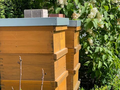 Aus dem hessischen Schlüchtern stammende Bienenbauden in Hermsdorf (Bild: BA Reinickendorf)