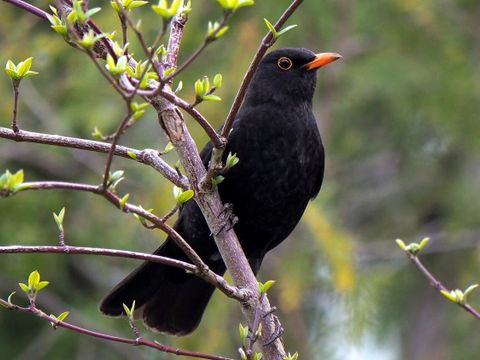 Amsel - Turdus merula