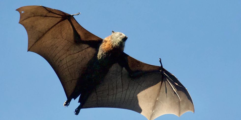 Bilanz des Fledermausjahres