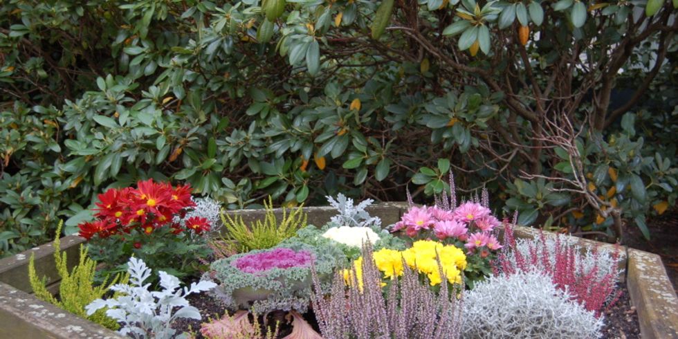 Bunte Blumen in einem sechseckigen Hochbeet