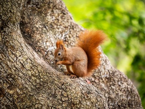 Eichhörnchen auf einem Baum