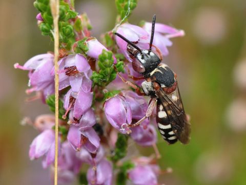 Heide-Filzbiene (Epeolus cruciger) (Bild: Hannes Petrischak)