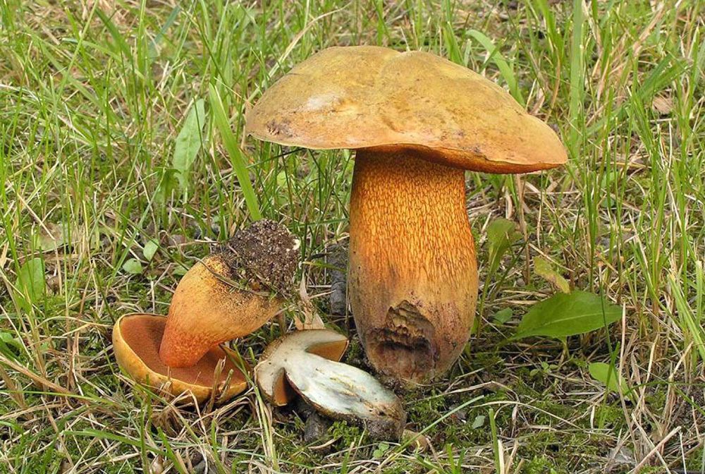 Netzstieliger Hexenröhrling (Boletus luridus)