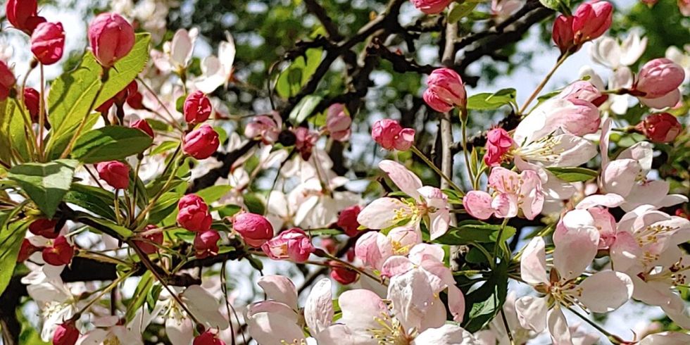 Baumblüte in der Nähe des Görlitzer Park