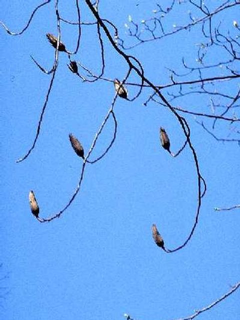Tulpenbaum - Zweige und Knospen eines Tulpenbaums