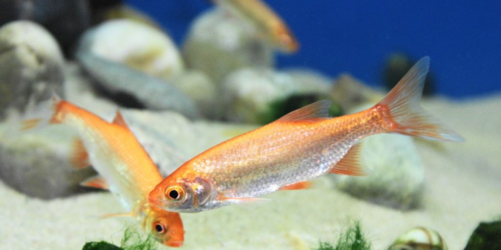 Goldorfe (Leuciscus idus auratus)