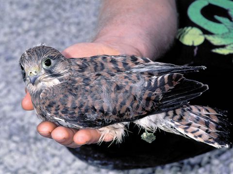 Junger Turmfalke (Bild: W. Willner)