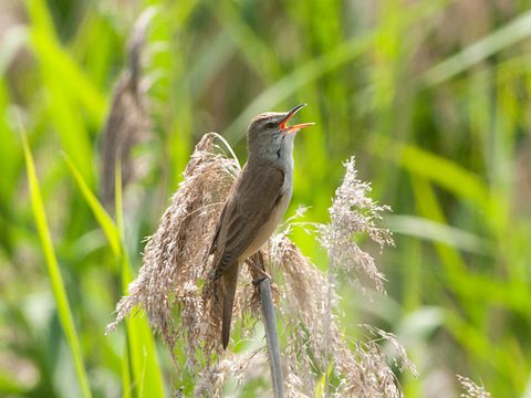 Freibrüter - Drosselrohrsänger - Foto von Sergey Yeliseev