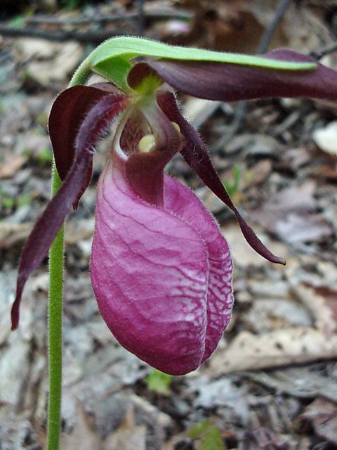 Orchidee (Cypripedium acaule) am Wildstandort (Bild: Martin Schnittler / piclease)