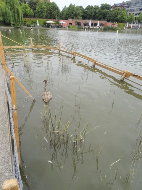 Versuch einer Röhrichtanpflanzung am Engelbecken
