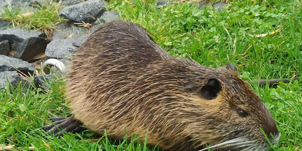 Foto Nutria