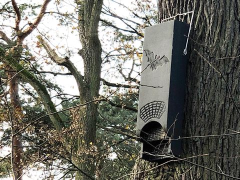 Fledermauskasten