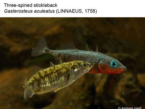 15 Three-spined stickleback - Gasterosteus aculeatus (Linnaeus, 1758) (Image: Andreas Hartl)