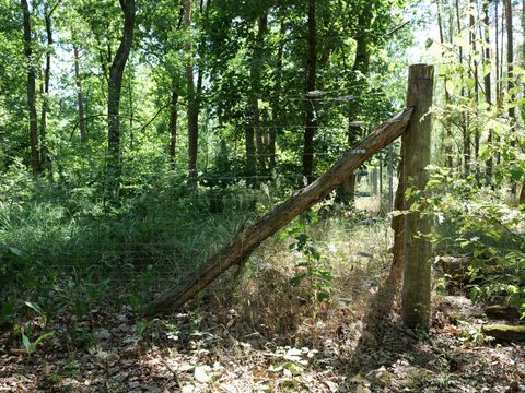 Eingezäunte Naturwaldentwicklungsfläche links