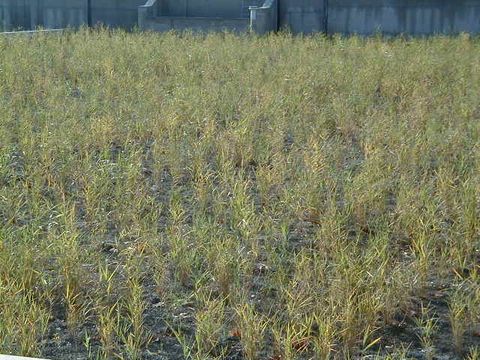 Der Schilfbewuchs ist schon im Anwachsen (November 2006)