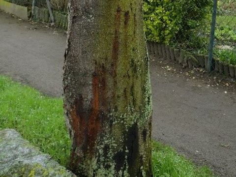 Pseudomonas; Schadbild am Kastanienstamm (Bild: Pflanzenschutzamt Berlin)