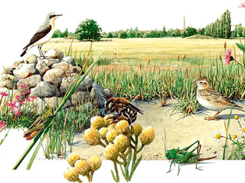 Artenliste Illustration Naturschutz