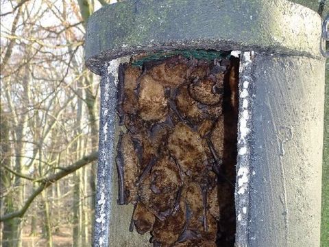Großgruppe des großen Abendseglers in Sommerkasten