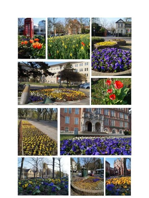 Mit Blumenpracht gegen Coronafrust (Bild: BA Reinickendorf)