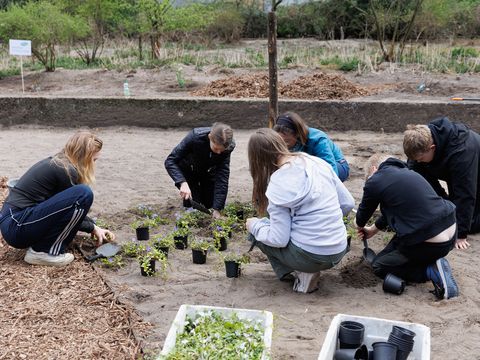 Kinder pflanzen Bodendecker