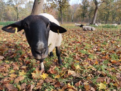 Schaf grast auf dem Friedhof Baumschulenweg