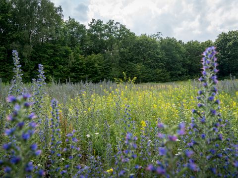 Wuhlheide_geschützte Natur