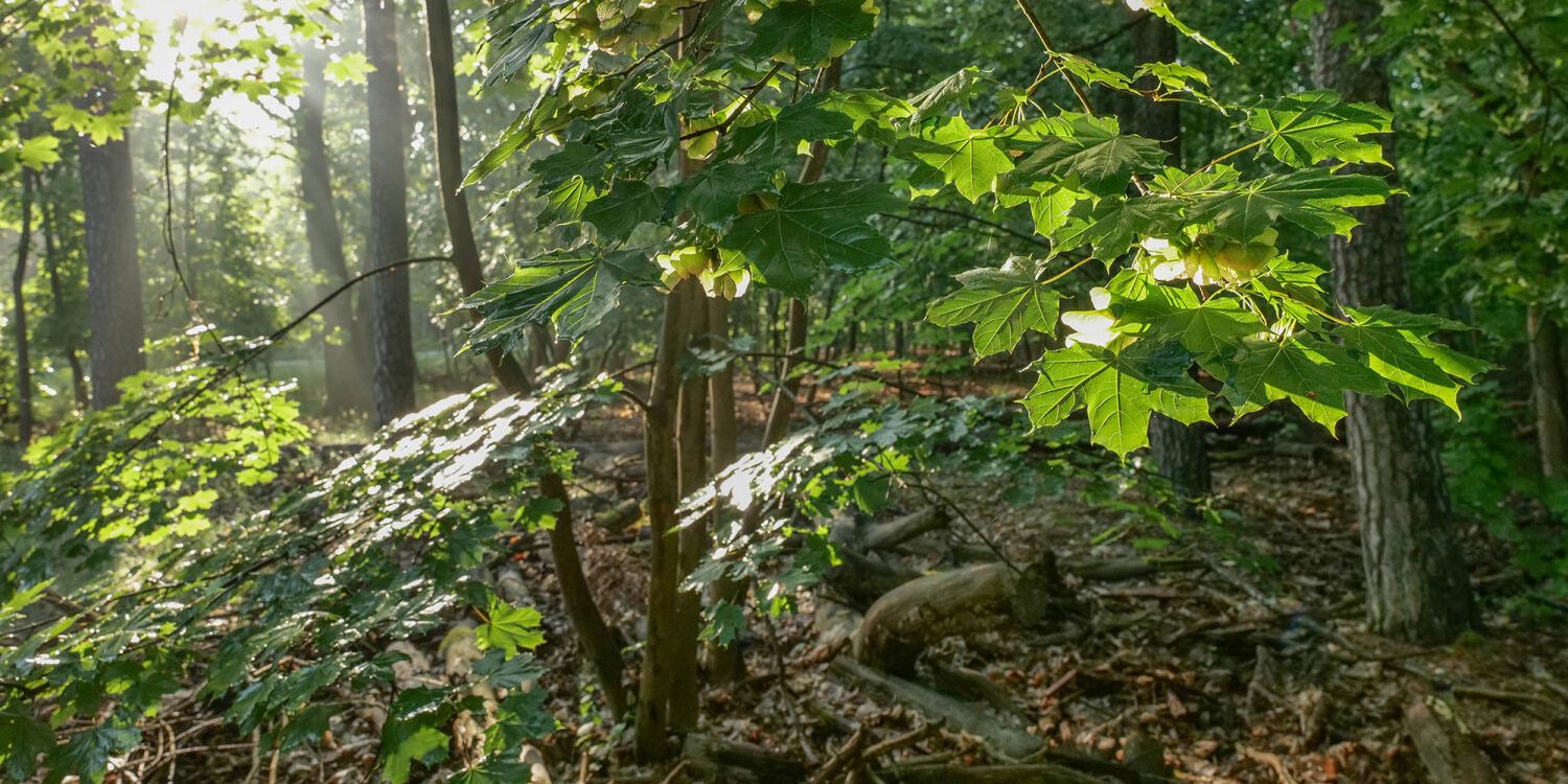 Naturwaldentwicklungsflächen