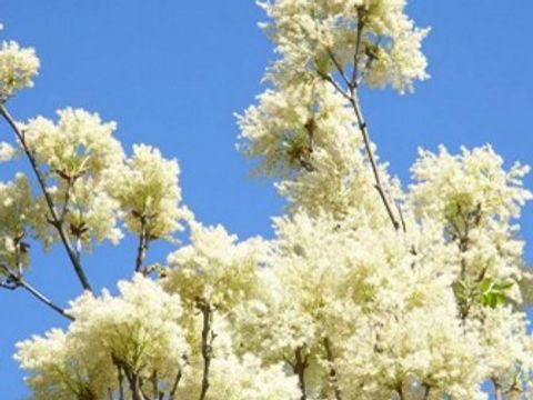 weiße rispige Blütenstände der Blumen-Esche