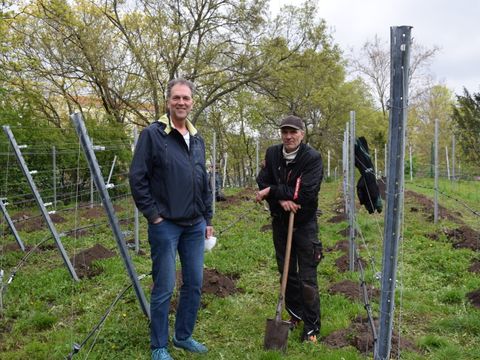 Revierleiter Uwe Dieckow (l.) und André Schnelle bei der Weinrebenpflanzung im Volkspark Humboldthain