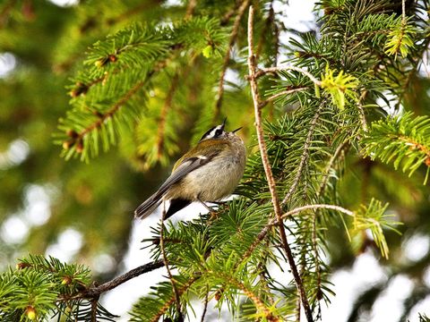 Freibrüter - Sommergoldhähnchen - Foto von Noel Feans