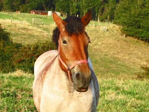 Pferd mit braunem Kopf auf Koppel