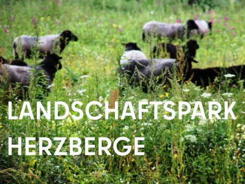 Schafe auf der Wiese